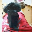 活発なトイプードル(黒 )雄 里親さん交渉中