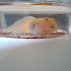 「順調に育ってます☆」サムネイル2