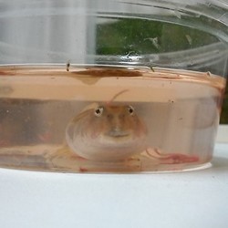 「順調に育ってます☆」サムネイル3