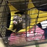 フェレットの里親募集中です サムネイル3
