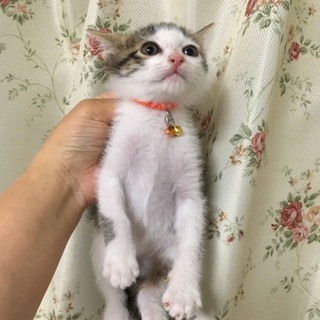 天然系の男の子