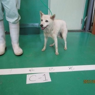 期限がありません、まだ3歳のメス