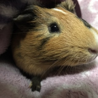 里親募集します。