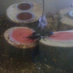 ヒラタクワガタ ♂×♂