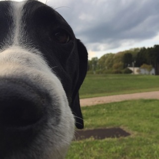 大きなポインターの男の子♪静かなサスケ
