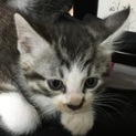 オスの子猫里親募集中