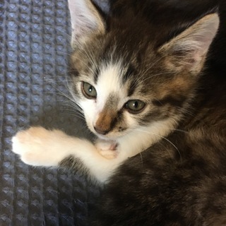 オス猫の里親募集中