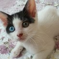 オッドアイの白三毛　ひなこちゃん