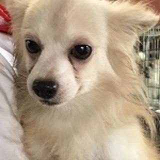 A441 トムズくん里親募集です！