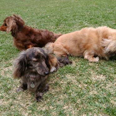 ＡＭＧ (ｴｰ･ｴﾑ･ｼﾞｰ)の写真