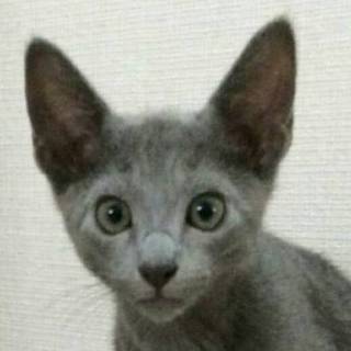 【6/18東日本橋】ロシアンブルー♡タカくん３ヶ月