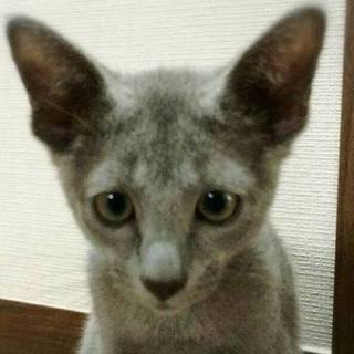 【6/18東日本橋】ロシアンブルー♡イッチーくん