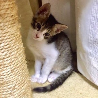 元気印キュートな子猫ちゃん(*´꒳`*)