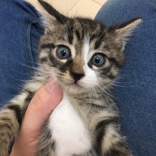 1ケ月半　可愛いキジ白のるるくん