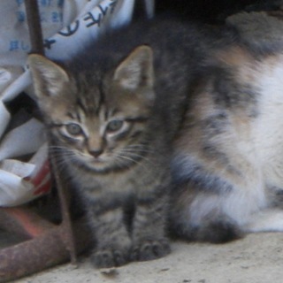 仔猫④キジトラ