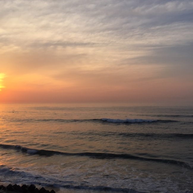 ひまわりのカバー写真