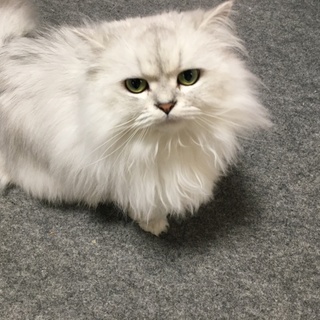 里親募集中です。