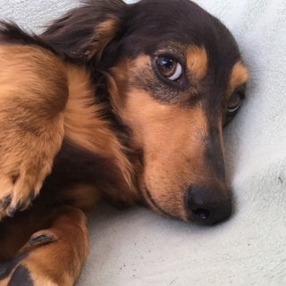 トライアル予定のため募集一時停止中☆チョコ君