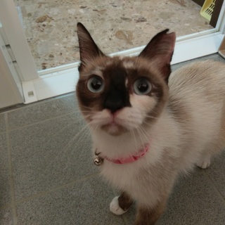 シャムミックス　保護猫8か月くらい