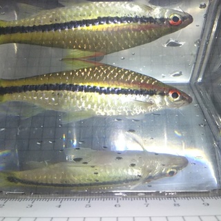 レッドライントーピードバルブ