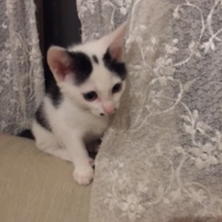 あきらめないで！点子ちゃん