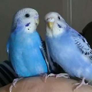 決定しました。