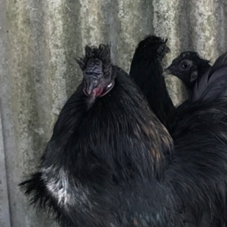 引き取り先見つかりました