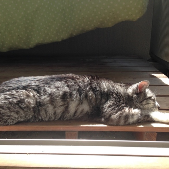 バラフォンのカバー写真