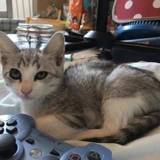 2ヶ月 白いハイソックス