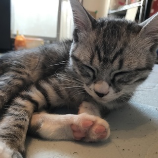 2ヶ月 サバトラ