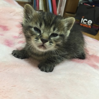 可愛い赤ちゃんの子猫ちゃん