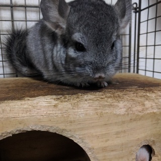 里親決定しました