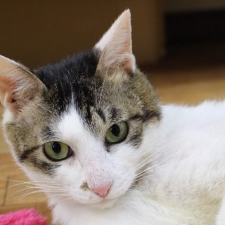 虐待を越えて。元気いっぱいのキジシロ男の子