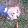 ruby-leon