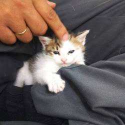 第8回　くすめっと猫だらけの譲渡会 サムネイル3