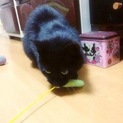 甘えん坊で穏やか小柄な黒猫ルネくん