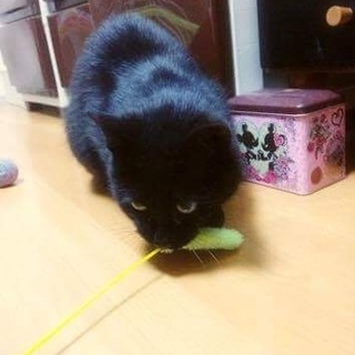 甘えん坊で穏やか小柄な黒猫ルネくん