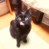 甘えん坊で穏やか小柄な黒猫ルネくん サムネイル2