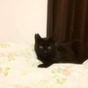 甘えん坊で穏やか小柄な黒猫ルネくん サムネイル3