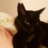 甘えん坊で穏やか小柄な黒猫ルネくん サムネイル4