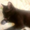 甘えん坊で穏やか小柄な黒猫ルネくん サムネイル5