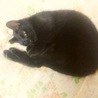 甘えん坊で穏やか小柄な黒猫ルネくん サムネイル7