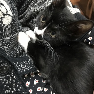 生後2カ月の小さな仔猫ちゃん