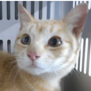 保護団体様が引き出して下さいました。