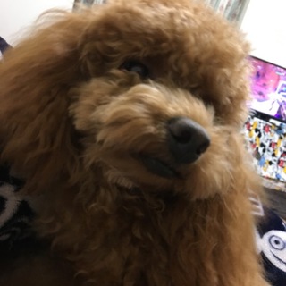 トイ・プードル