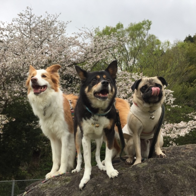 N@chiのカバー写真