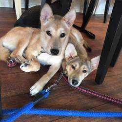 ｵﾙﾎﾞ主催 譲渡会