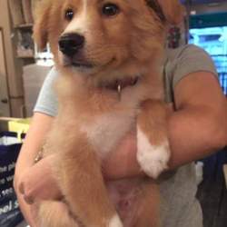 ｵﾙﾎﾞ主催 譲渡会 サムネイル3