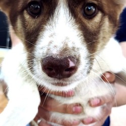 ｵﾙﾎﾞ主催 譲渡会 サムネイル2