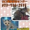 ちっちゃい子猫達！家族を待ってます(;_;) サムネイル3